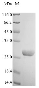 Greater than 90% as determined by SDS-PAGE.