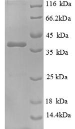 Greater than 90% as determined by SDS-PAGE.