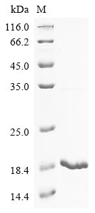 Greater than 90% as determined by SDS-PAGE.Recombinant Mouse Natriuretic Peptides A (NPPA) Protein (His-KSI)