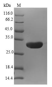 Greater than 90% as determined by SDS-PAGE.Recombinant Human Natriuretic Peptide B (NPPB) Protein (GST)