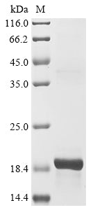 Greater than 85% as determined by SDS-PAGE.Recombinant Mouse Natriuretic Peptides B (NPPB) Protein (His&Myc)
