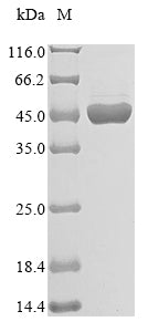 Greater than 90% as determined by SDS-PAGE.Recombinant Human Atrial Natriuretic Peptide Receptor 1 (NPR1) Protein (His)