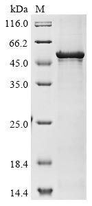 Greater than 85% as determined by SDS-PAGE.Recombinant Human Atrial Natriuretic Peptide Receptor 1 (NPR1) Protein (His)