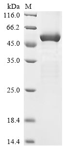 Greater than 85% as determined by SDS-PAGE.Recombinant Human Atrial Natriuretic Peptide Receptor 2 (NPR2) Protein (His)