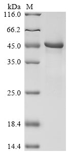 Greater than 90% as determined by SDS-PAGE.Recombinant Human Atrial Natriuretic Peptide Receptor 2 (NPR2) Protein (His)