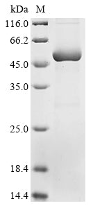 Greater than 90% as determined by SDS-PAGE.Recombinant Human Atrial Natriuretic Peptide Receptor 3 (NPR3) Protein (His)