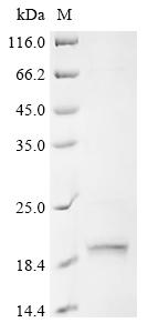 Greater than 85% as determined by SDS-PAGE.Recombinant Human Neuropeptide Y Receptor Type 2 (NPY2R) Protein (His-SUMO)