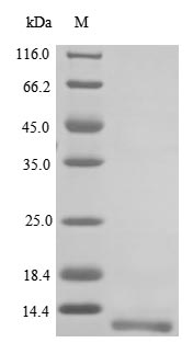 Greater than 85% as determined by SDS-PAGE.Recombinant Mouse Neuropeptide Y Receptor Type 2 (NPY2R) Protein (His)