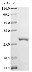 Greater than 90% as determined by SDS-PAGE.Recombinant Human Oxysterols Receptor Lxr-Beta (NR1H2)