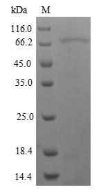 Greater than 90% as determined by SDS-PAGE.Recombinant Human Nuclear Receptor Subfamily 1 Group I Member 2 (NR1I2) Protein (His-SUMO&Myc)