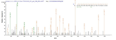 Based on the SEQUEST from database of E.coli host and target protein, the LC-MS/MS Analysis result of this product could indicate that this peptide derived from E.coli-expressed Homo sapiens (Human) Nr2c2.Recombinant Human Nuclear Receptor Subfamily 2 Group C Member 2 (NR2C2) Protein (His)