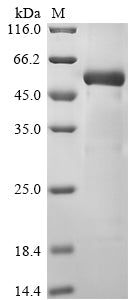 Greater than 90% as determined by SDS-PAGE.