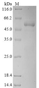Greater than 85% as determined by SDS-PAGE.