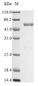 Greater than 90% as determined by SDS-PAGE.