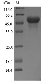 Greater than 85% as determined by SDS-PAGE.Recombinant Human Glucocorticoid Receptor (NR3C1) Protein (His-GST)