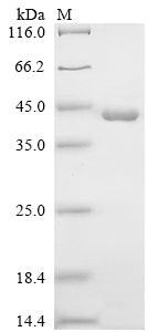 Greater than 90% as determined by SDS-PAGE.Recombinant Human Glucocorticoid Receptor (NR3C1) Protein (His-SUMO)