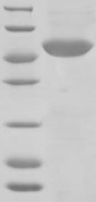 Greater than 85% as determined by SDS-PAGE.Recombinant Human Glucocorticoid Receptor (NR3C1) Protein (His-Trx)