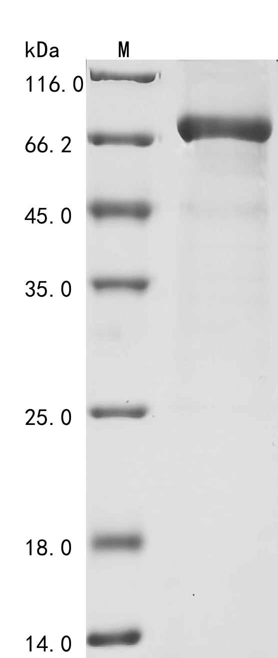 Greater than 85% as determined by SDS-PAGE.Recombinant Human Nuclear Receptor Subfamily 4 Group A Member 1 (NR4A1) Protein (His&Myc)