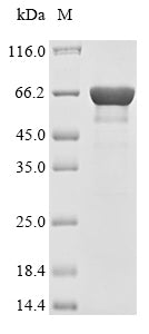 Greater than 90% as determined by SDS-PAGE.