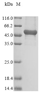 Greater than 85% as determined by SDS-PAGE.