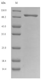 Greater than 90% as determined by SDS-PAGE.