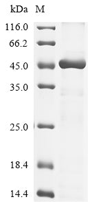 Greater than 85% as determined by SDS-PAGE.
