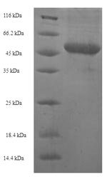 Greater than 90% as determined by SDS-PAGE.