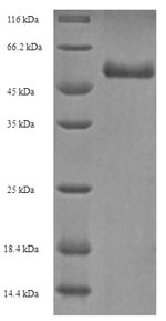 Greater than 90% as determined by SDS-PAGE.Recombinant Human Pro-Neuregulin-3, Membrane-Bound Isoform (NRG3) Protein (His-SUMO)