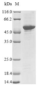 Greater than 85% as determined by SDS-PAGE.Recombinant Mouse Neural Retina-Specific Leucine Zipper Protein (NRL) Protein (His-SUMO&Myc)