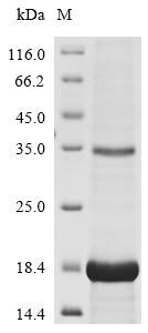 Greater than 85% as determined by SDS-PAGE.