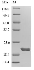 Greater than 85% as determined by SDS-PAGE.
