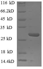 Greater than 90% as determined by SDS-PAGE.