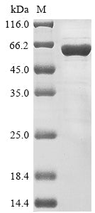 Greater than 85% as determined by SDS-PAGE.Recombinant Rat Nuclear Pore Glycoprotein P62 (NUP62) Protein (His)