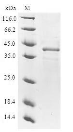 Greater than 90% as determined by SDS-PAGE.