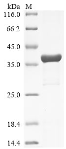 Greater than 85% as determined by SDS-PAGE.Recombinant Drosophila Melanogaster Nuclear Rna Export Factor 2 (NXF2) Protein (His&Myc)