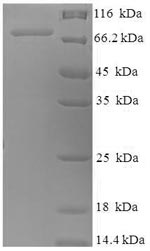 Greater than 90% as determined by SDS-PAGE.