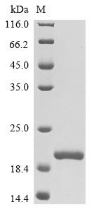 Greater than 90% as determined by SDS-PAGE.