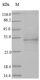 Greater than 90% as determined by SDS-PAGE.Recombinant Human Odontogenic Ameloblast-Associated Protein (ODAM) Protein (His)