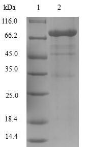 Greater than 90% as determined by SDS-PAGE.