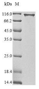Greater than 85% as determined by SDS-PAGE.