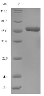 Greater than 90% as determined by SDS-PAGE.Recombinant Human N-Glycosylase/Dna Lyase (OGG1) Protein (His-SUMO)