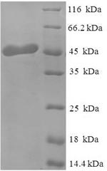Greater than 90% as determined by SDS-PAGE.