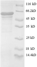 Greater than 90% as determined by SDS-PAGE.