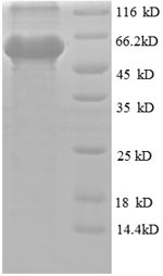Greater than 90% as determined by SDS-PAGE.