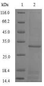Greater than 90% as determined by SDS-PAGE.Recombinant Human Oxidized Low-Density Lipoprotein Receptor 1 (OLR1) Protein (His)
