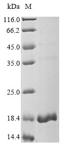 Greater than 90% as determined by SDS-PAGE.Recombinant Human 5-Oxoprolinase (OPLAH) Protein (His&Myc)
