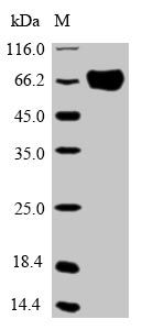 Greater than 85% as determined by SDS-PAGE.
