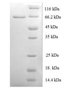 Greater than 90% as determined by SDS-PAGE.