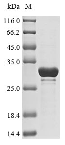 Greater than 85% as determined by SDS-PAGE.