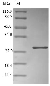 Greater than 90% as determined by SDS-PAGE.